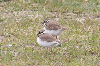 Sun, 3/24/2024 Birding report at ふれあい松戸川