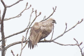 Eastern Buzzard ふれあい松戸川 Sun, 3/24/2024