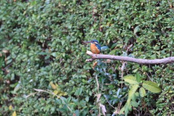 2018年12月15日(土) 須磨離宮公園の野鳥観察記録