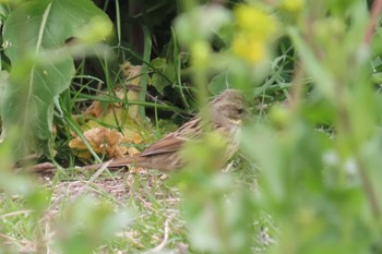 Masked Bunting ふれあい松戸川 Sun, 3/24/2024