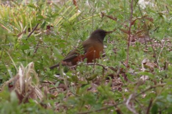 Brown-headed Thrush ふれあい松戸川 Sun, 3/24/2024