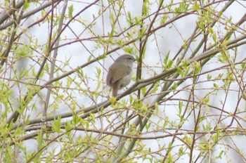 Japanese Bush Warbler ふれあい松戸川 Sun, 3/24/2024