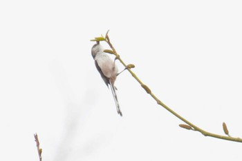 Long-tailed Tit ふれあい松戸川 Sun, 3/24/2024