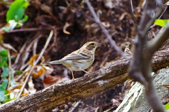 Yellow-throated Bunting Hayatogawa Forest Road Fri, 3/19/2021