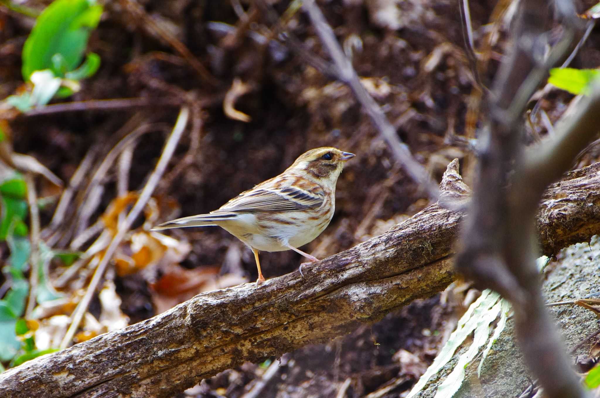 Photo of Yellow-throated Bunting at Hayatogawa Forest Road by BW11558