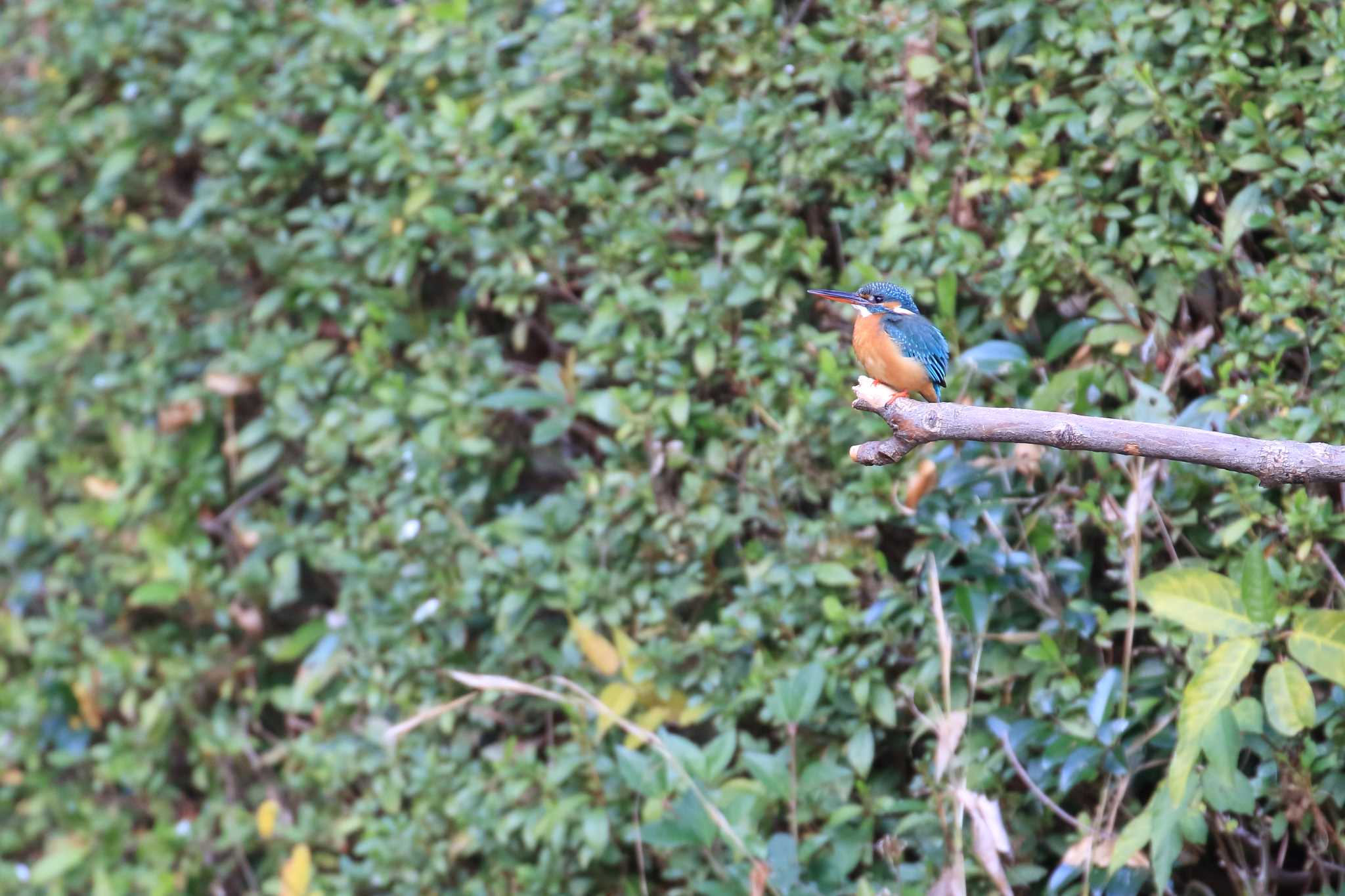 Common Kingfisher