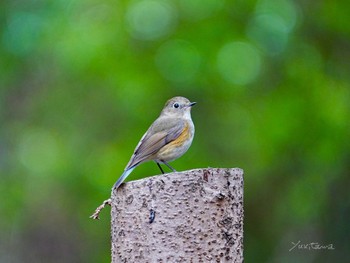 Red-flanked Bluetail 柏市近郊 Sun, 3/24/2024