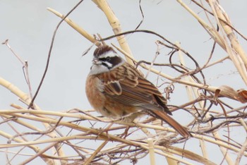 Meadow Bunting ふれあい松戸川 Sun, 3/24/2024