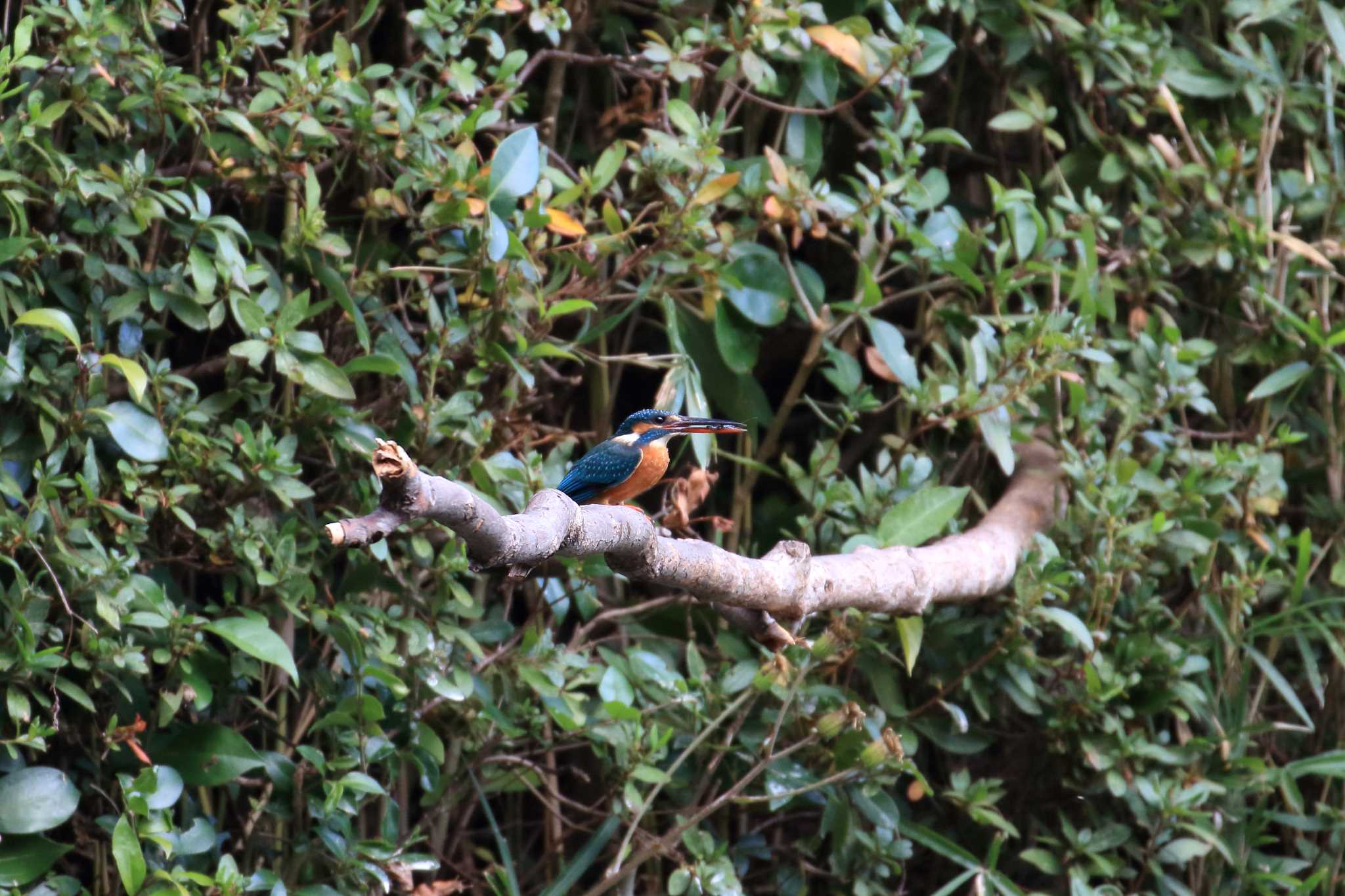 Common Kingfisher