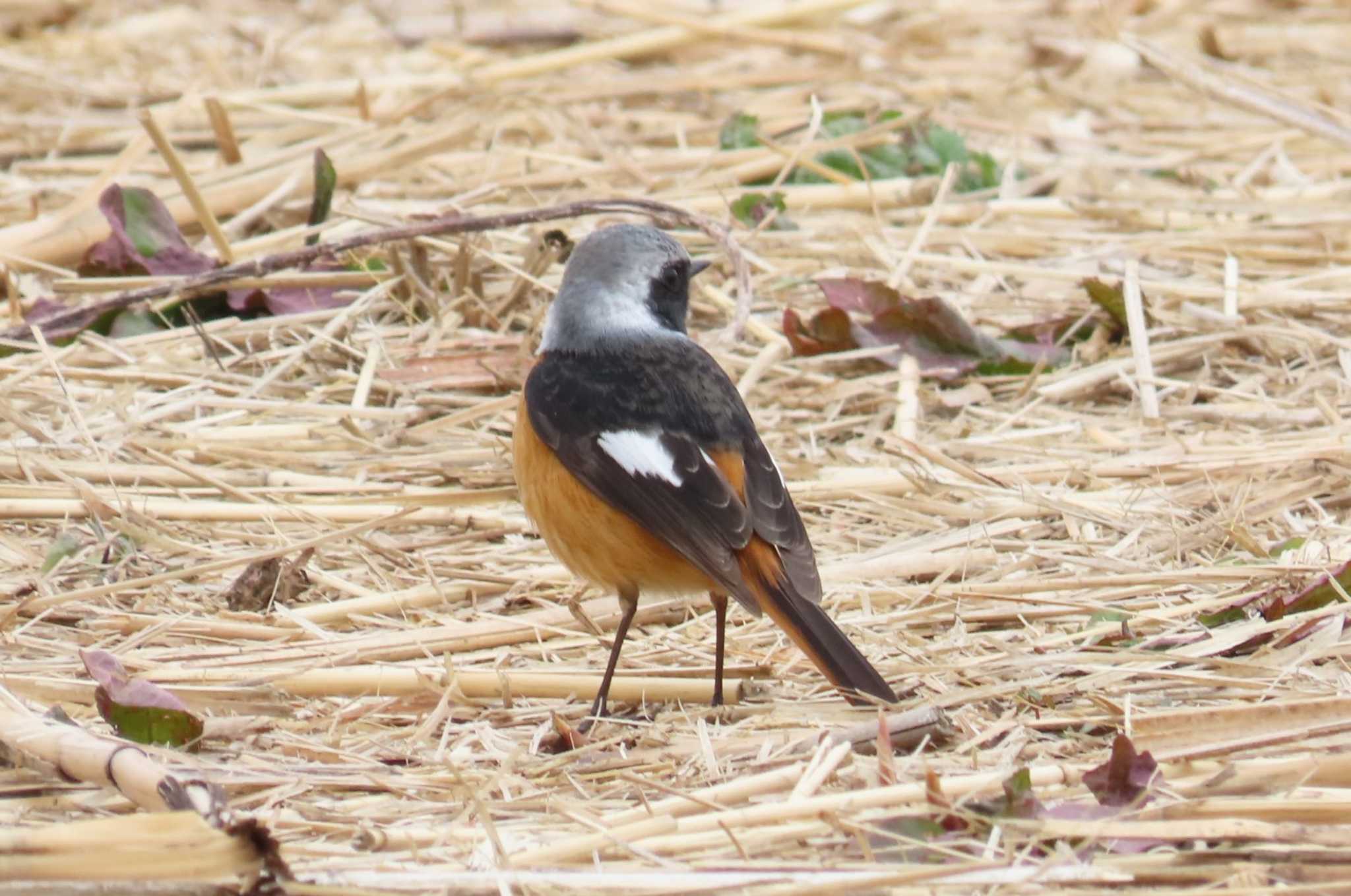 ふれあい松戸川 ジョウビタキの写真 by ほおじろうず