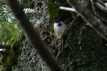 Willow Tit 八ヶ岳 Thu, 9/29/2022