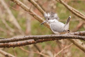 2024年3月23日(土) 南アルプス邑野鳥公園の野鳥観察記録