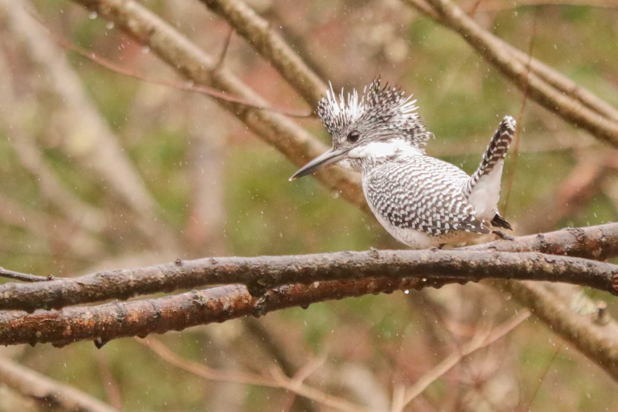 Crested Kingfisher