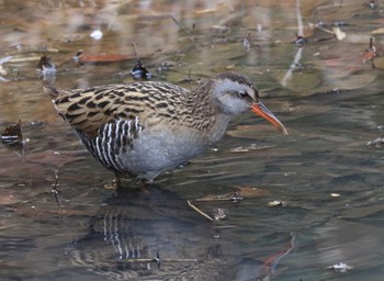 Brown-cheeked Rail Kodomo Shizen Park Sun, 3/24/2024