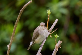 Sun, 3/24/2024 Birding report at 大阪府