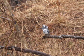 Crested Kingfisher 南アルプス邑野鳥公園 Sat, 3/23/2024