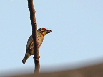 2024年3月23日(土) Wachirabenchathat Park(Suan Rot Fai)の野鳥観察記録