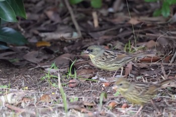 Masked Bunting Kasai Rinkai Park Sun, 3/24/2024