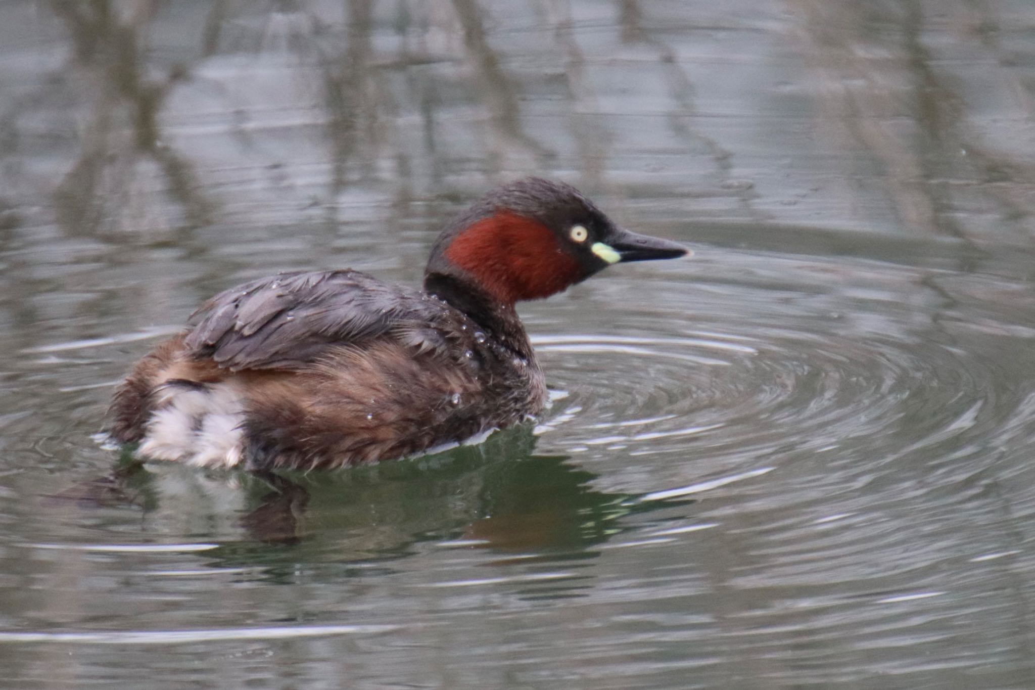 Photo of Little Grebe at Machida Yakushiike Park by Jiateng 三保