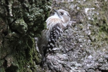 Japanese Pygmy Woodpecker Machida Yakushiike Park Sun, 3/24/2024