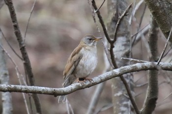 Pale Thrush Machida Yakushiike Park Sun, 3/24/2024