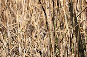 Common Reed Bunting Kasai Rinkai Park Sun, 3/24/2024