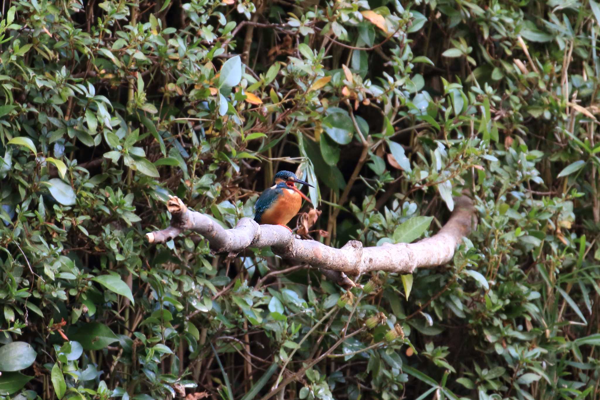 Common Kingfisher