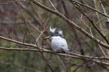 Crested Kingfisher 南アルプス邑野鳥公園 Sat, 3/23/2024