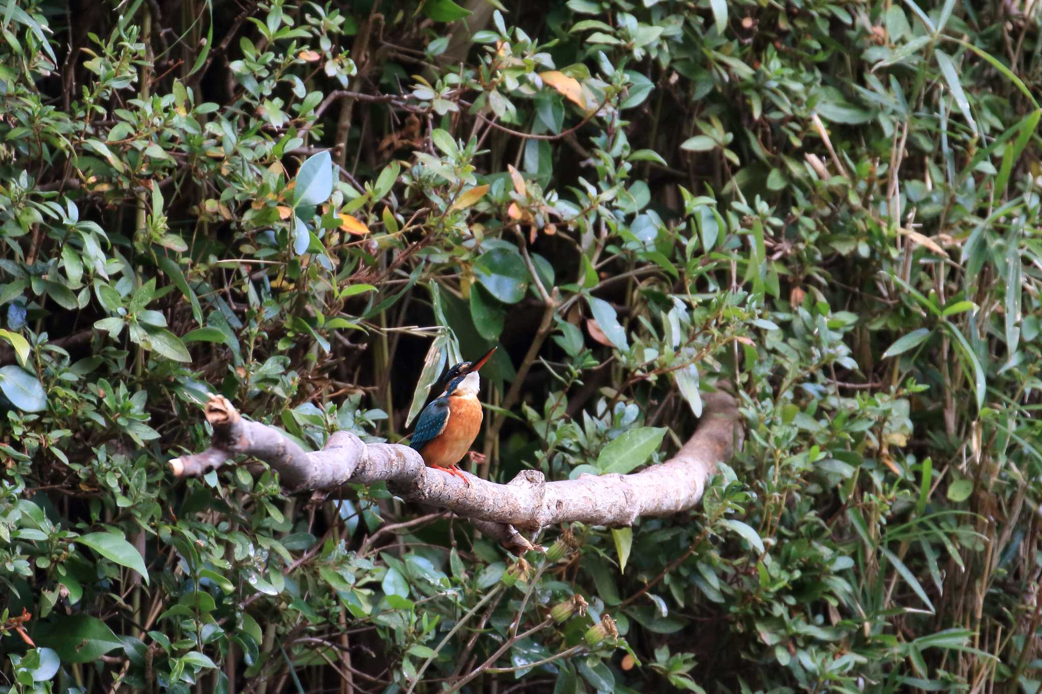 Common Kingfisher