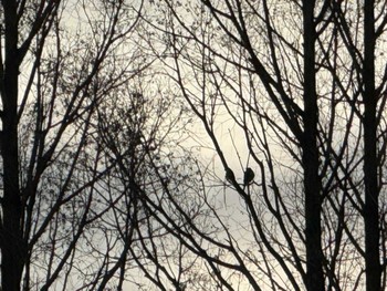 2024年3月24日(日) MFχ(23区西部)の野鳥観察記録