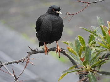 Crested Myna 大阪市此花区 Sun, 3/24/2024