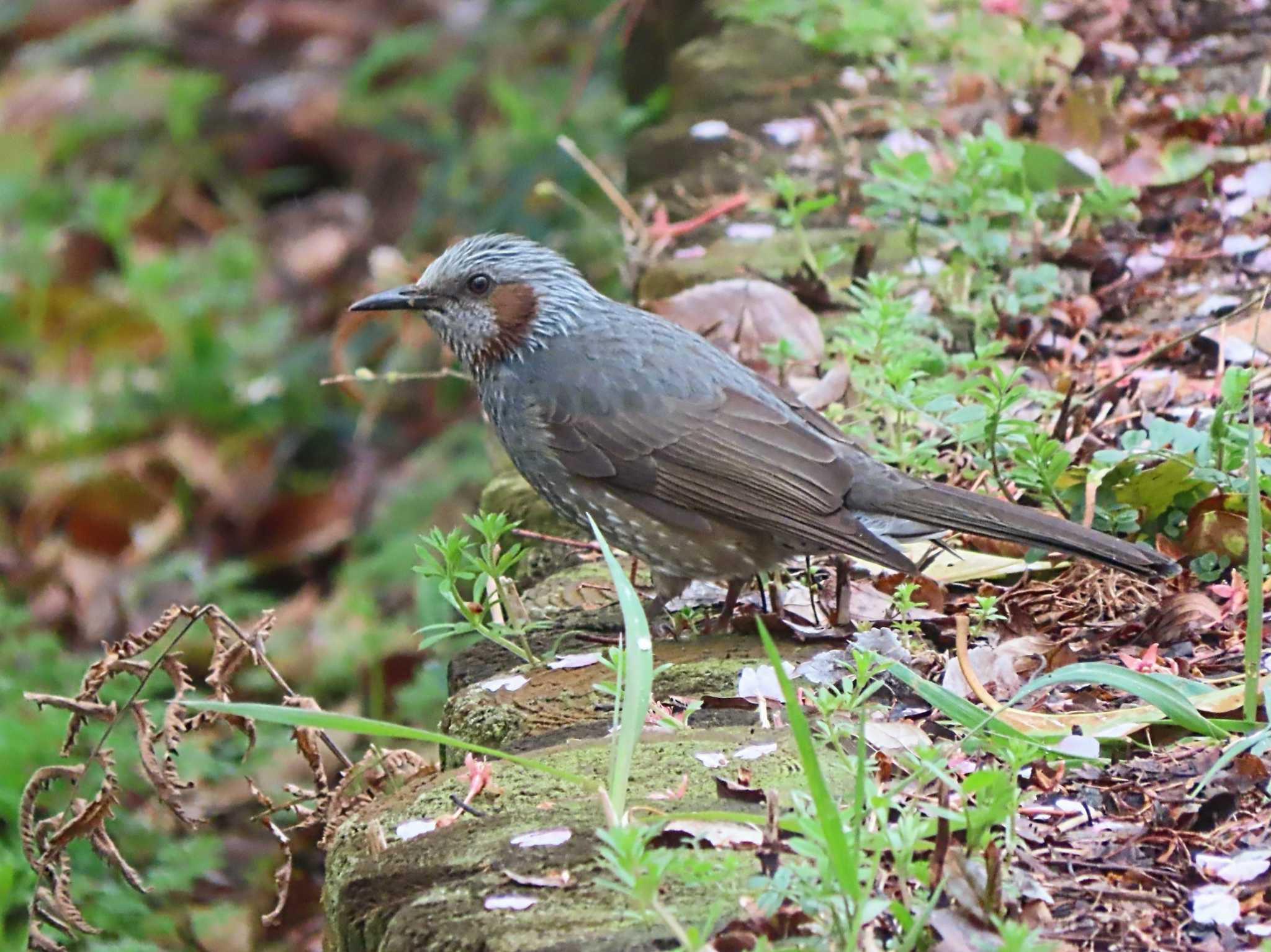 Brown-eared Bulbul