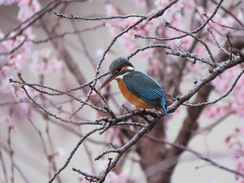 Sun, 3/24/2024 Birding report at 奈良