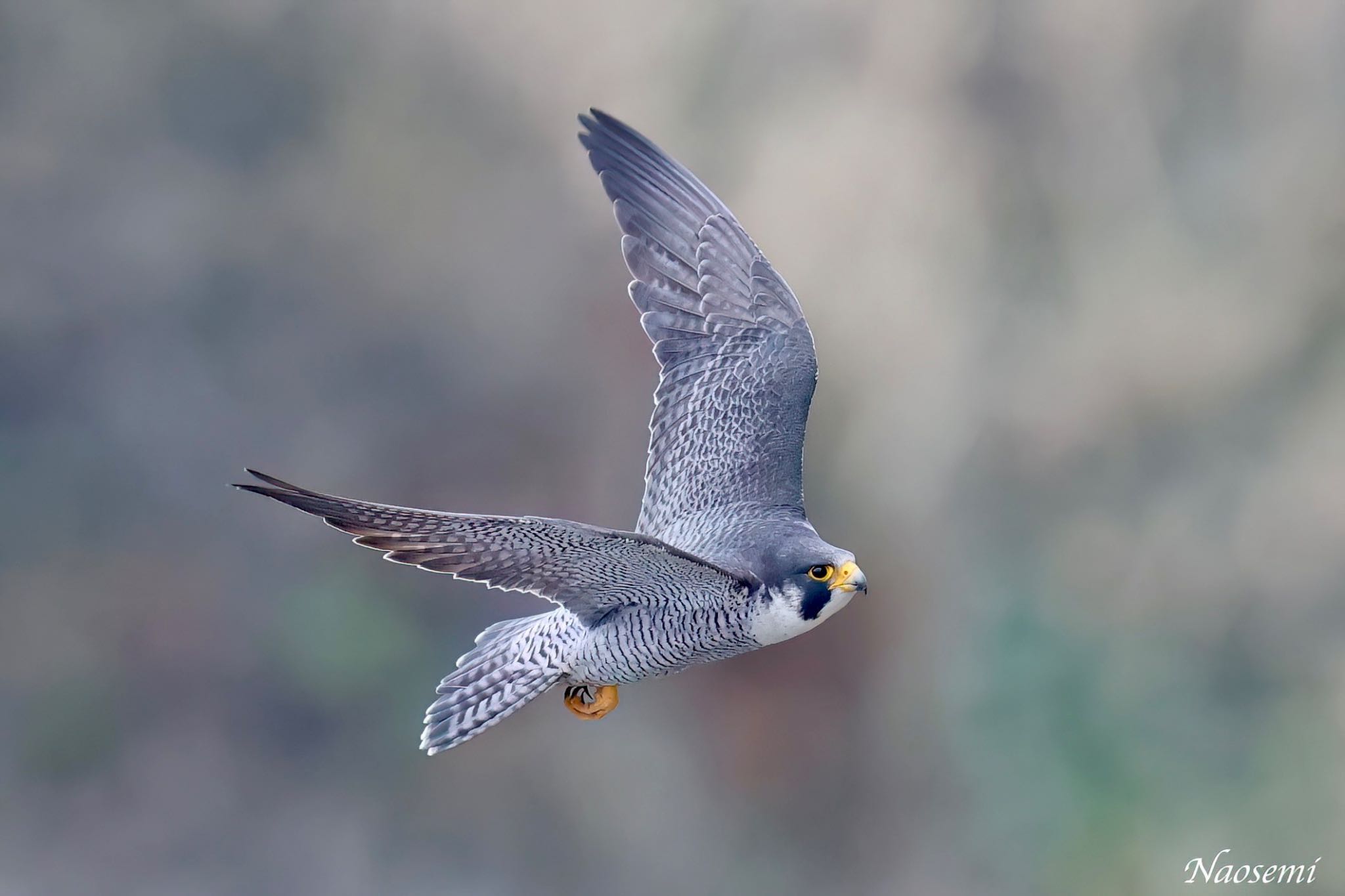 Photo of Peregrine Falcon at 神奈川県 by Naosuke