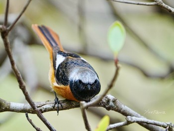 Daurian Redstart 柏市水生水辺公園 Sun, 3/24/2024