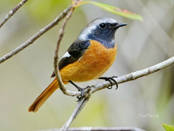 Daurian Redstart 柏市水生水辺公園 Sun, 3/24/2024