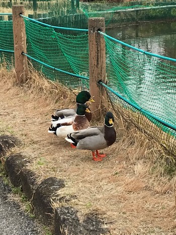 マガモ 荒川自然観察公園 2024年3月24日(日)