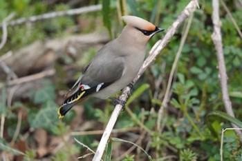 Bohemian Waxwing Kitamoto Nature Observation Park Sun, 3/24/2024