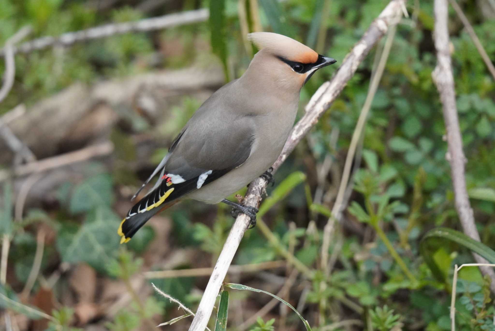 Photo of Bohemian Waxwing at Kitamoto Nature Observation Park by Kたろー