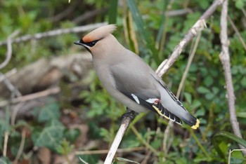 Bohemian Waxwing Kitamoto Nature Observation Park Sun, 3/24/2024