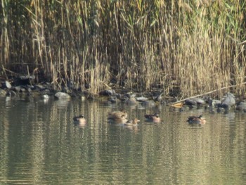 トモエガモ 東京港野鳥公園 2023年11月19日(日)