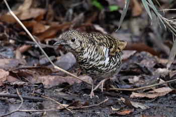 White's Thrush Kodomo Shizen Park Sun, 3/24/2024