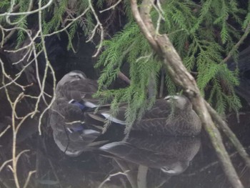 Sun, 3/24/2024 Birding report at 横浜自然観察の森