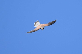 チョウゲンボウ 多摩川二ヶ領宿河原堰 2018年12月15日(土)