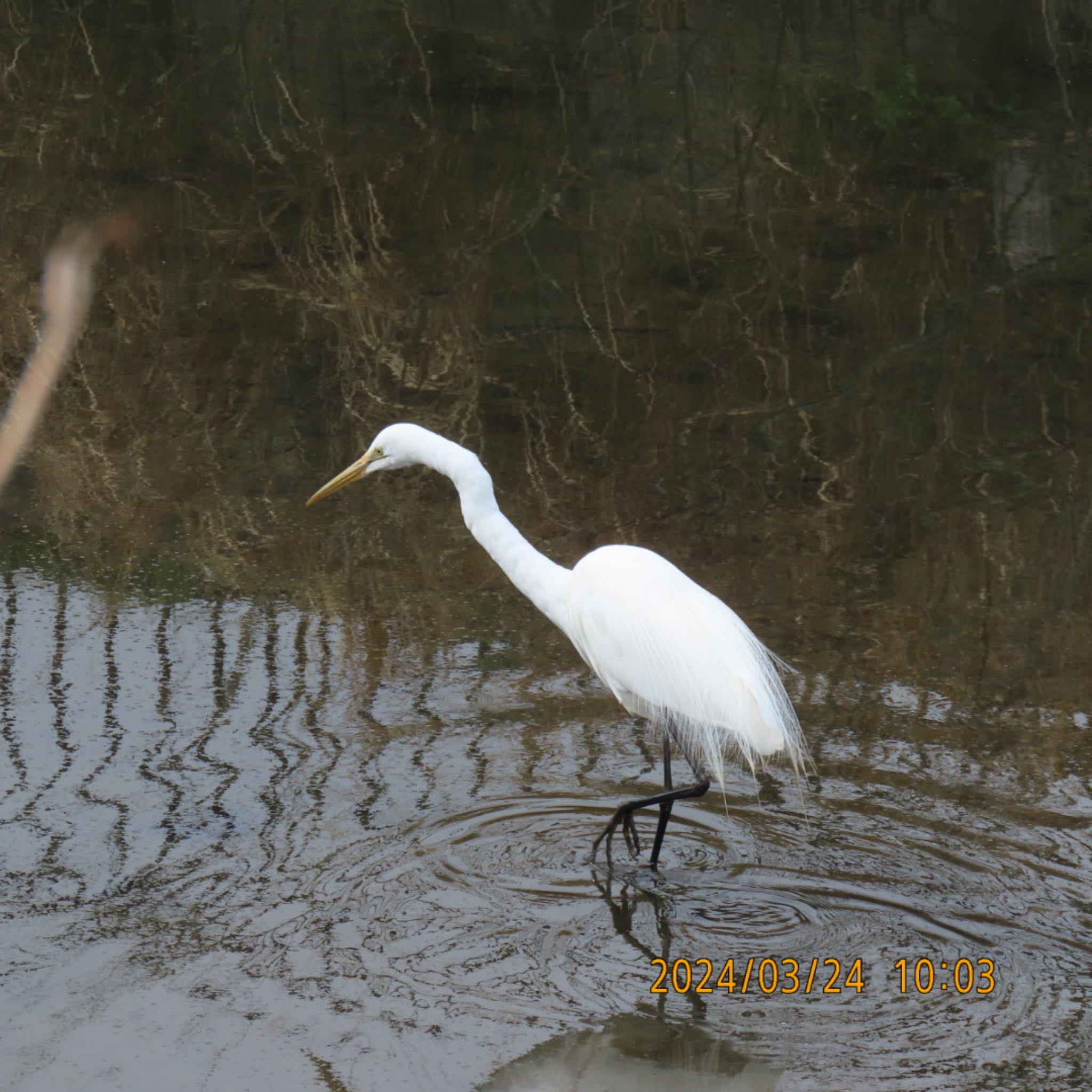 Medium Egret