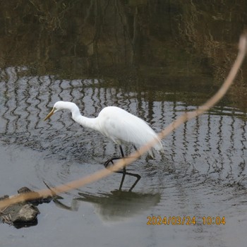 チュウサギ 座生川 2024年3月24日(日)