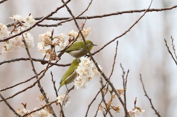 メジロ ロクハ公園(滋賀県草津市) 2024年3月21日(木)