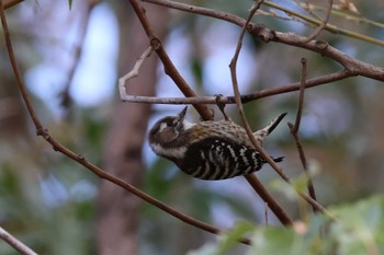 Japanese Pygmy Woodpecker Rokuha Park Thu, 3/21/2024