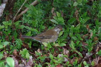 Pale Thrush Rokuha Park Thu, 3/21/2024