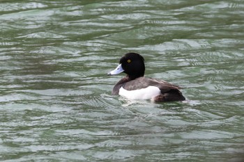 Tufted Duck Rokuha Park Thu, 3/21/2024